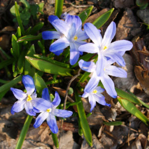 Schneestolz Bluete hellblau Chionodoxa gigantea 03