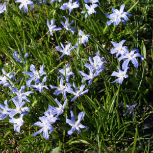 Schneestolz Bluete hellblau Chionodoxa gigantea 04