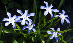 Schneestolz Bluete hellblau Chionodoxa gigantea 05