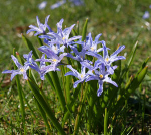 Schneestolz Bluete hellblau Chionodoxa gigantea 06