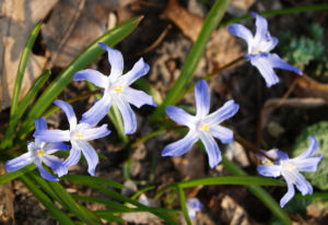 Schneestolz Bluete hellblau Chionodoxa gigantea 07