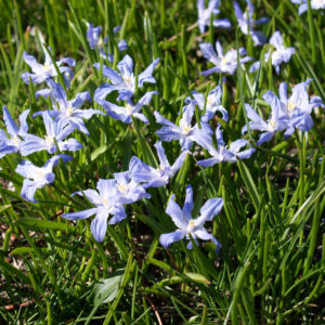 Schneestolz Bluete hellblau Chionodoxa gigantea 08