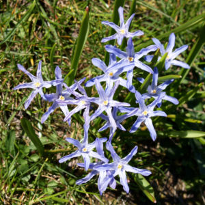 Schneestolz Bluete hellblau Chionodoxa gigantea 09