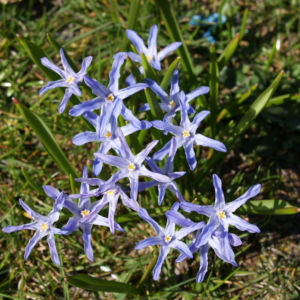 Schneestolz Bluete hellblau Chionodoxa gigantea 11