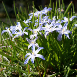Schneestolz Bluete hellblau Chionodoxa gigantea 13