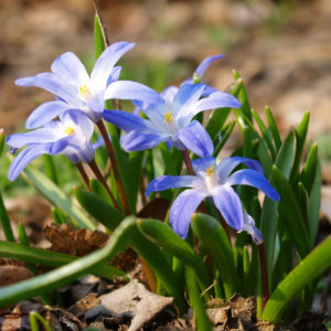 Schneestolz Bluete hellblau Chionodoxa gigantea 14