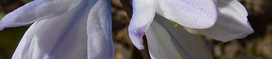 Anklicken um das ganze Bild zu sehen  Gewöhnliche Sternhyazinthe Schneestolz weiße Blüte Chionodoxa luciliae