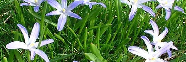 Anklicken um das ganze Bild zu sehen  Schneestolz Gewöhnliche Sternhyazinthe Blüte blau Chionodoxa luciliae