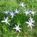 Zurück zum kompletten Bilderset Schneestolz Gewöhnliche Sternhyazinthe Blüte blau Chionodoxa luciliae