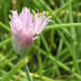 Zurück zum kompletten Bilderset Schnittlauch Blüte pink Allium schoenoprasum