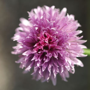 Schnittlauch Bluete purpur Allium schoenoprasum 01