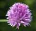 Zurück zum kompletten Bilderset Schnittlauch Blüte purpur Allium schoenoprasum