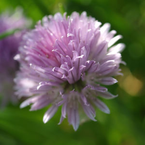 Schnittlauch Bluete purpur Allium schoenoprasum 05