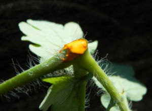 Schoellkraut Anschnitt orange Chelidonium majus 09