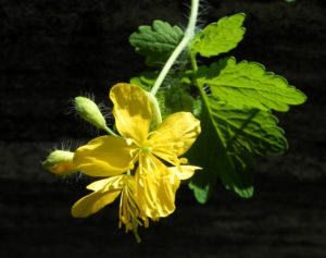 Schoellkraut Bluete gelb Chelidonium majus 04