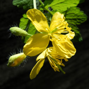 Schoellkraut Bluete gelb Chelidonium majus 05