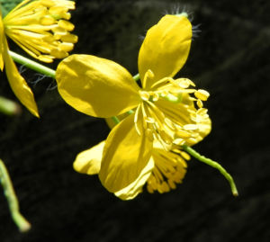 Schoellkraut Bluete gelb Chelidonium majus 06