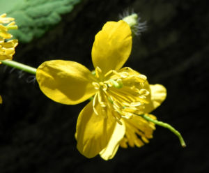 Schoellkraut Bluete gelb Chelidonium majus 07