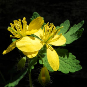 Schoellkraut Bluete gelb Chelidonium majus 14