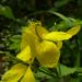 Zurück zum kompletten Bilderset Schöllkraut gelbe Blüte Chelidonium majus