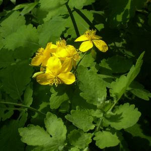 Schoellkraut gelbe Bluete Chelidonium majus 02