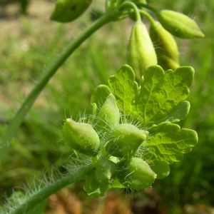 Schoellkraut gelbe Bluete Chelidonium majus 04