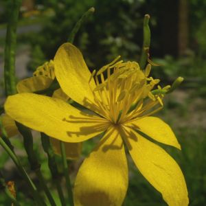 Schoellkraut gelbe Bluete Chelidonium majus 05
