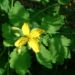 Zurück zum kompletten Bilderset Schöllkraut Blüte gelb Chelidonium majus