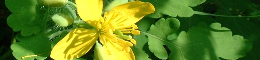 Anklicken um das ganze Bild zu sehen  Schöllkraut Blüte gelb Chelidonium majus