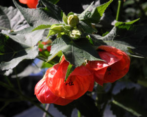 Schoenmalve Bluete orange Abutilon × hybridum 01