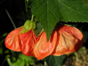 Schoenmalve Bluete orange Abutilon × hybridum 09