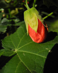 Schoenmalve Bluete orange Abutilon × hybridum 10