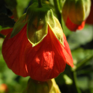 Schoenmalve Bluete orange Abutilon × hybridum 14