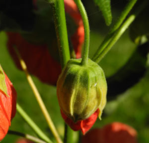 Schoenmalve Bluete orange Abutilon × hybridum 15