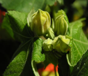 Schoenmalve Bluete orange Abutilon × hybridum 16
