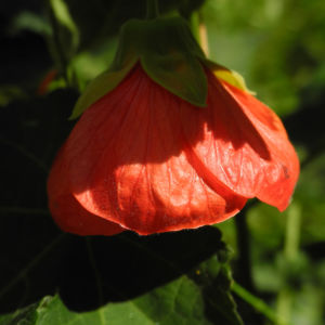 Schoenmalve Bluete orange Abutilon × hybridum 17