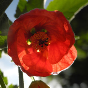 Schoenmalve Bluete orange Abutilon × hybridum 19