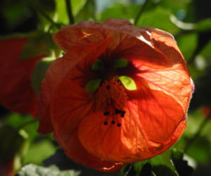 Schoenmalve Bluete orange Abutilon × hybridum 20