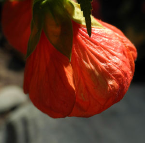 Schoenmalve Bluete orange Abutilon × hybridum 22
