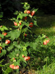 Bild:  Schönmalve Blüte orange Abutilon × hybridum