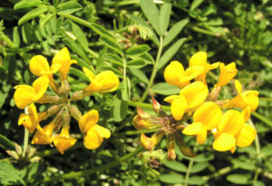 Schopf Hufeisenklee Bluete gelb Hippocrepis comosa 01