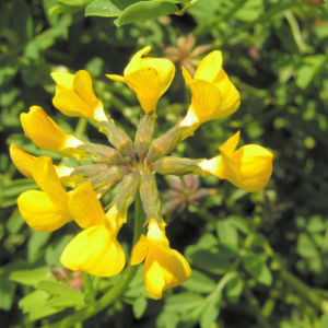 Schopf Hufeisenklee Bluete gelb Hippocrepis comosa 02