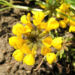 Zurück zum kompletten Bilderset Schopf Hufeisenklee Blüte gelb Hippocrepis comosa