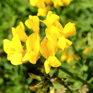 Schopf Hufeisenklee Bluete gelb Hippocrepis comosa 04