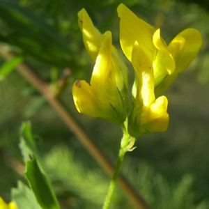 Schopf Hufeisenklee Hippocrepis comosa 01