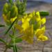 Zurück zum kompletten Bilderset Schopf Hufeisenklee Bluete gelb Hippocrepis comosa