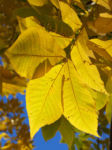 Schuppenrinden Hickory Blatt gelb Carya ovata 02