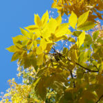 Schuppenrinden Hickory Blatt gelb Carya ovata 03