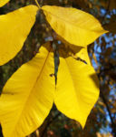 Schuppenrinden Hickory Blatt gelb Carya ovata 05