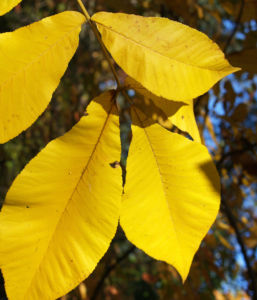 Schuppenrinden Hickory Blatt gelb Carya ovata 05